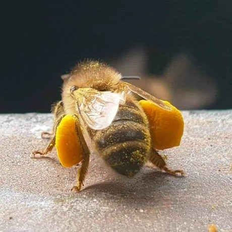 Včela so zrnkami peľu