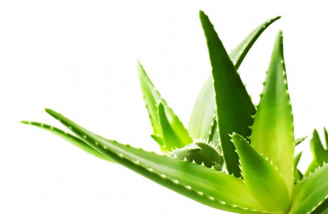 Aloe rastlina - VR - Aloepriroda